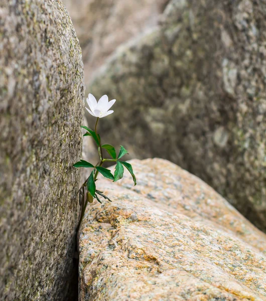 Blume zwischen den Felsen Stockbild