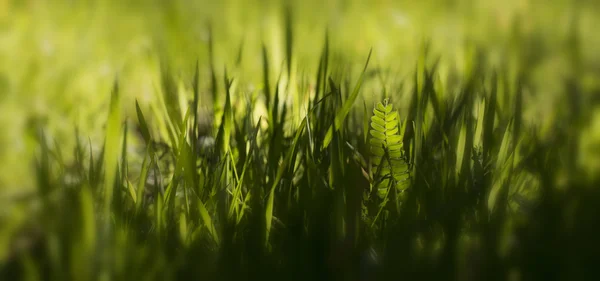 Farn in der Vignette — Stockfoto