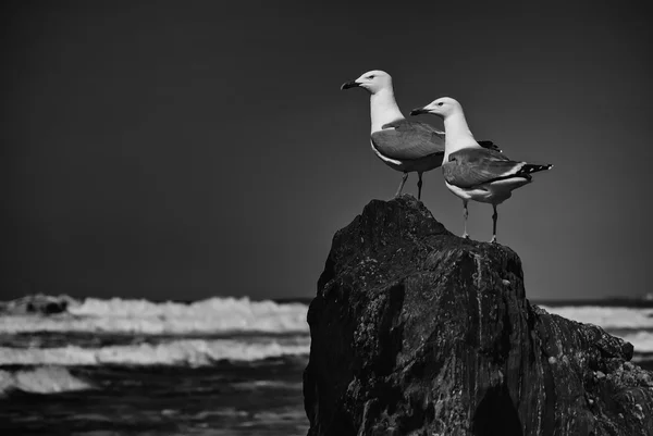 Möwe auf einem Felsen lizenzfreie Stockbilder