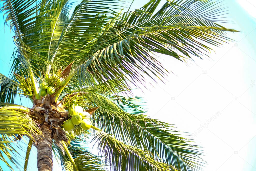 coconut trees on the beach