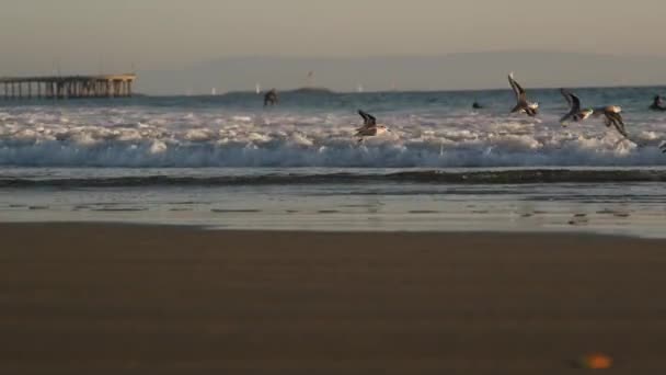 加利福尼亚夏季海滩美感,海鸥和太平洋海浪.梦幻般宁静的自然背景。大气海景和海鸟。美国夏季海岸，有选择的重点 — 图库视频影像