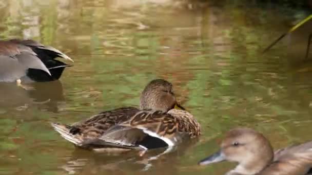 Duck in natural habitat. Waterflow bird in wild nature. Waterbird in floating on water surface in wilderness. Freshwater lake, river or pond — Stock Video