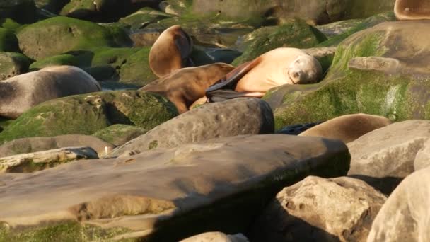 라 졸라의 바위 위에 바다사자가 있습니다. 태평양 바다 근처에서 돌 위에 앉아 있는 야생긴 수염수리. 특이 한 게으른 야생 동물들이 자고 있다. 자연 서식지에서 보호받고 있는 바 다 포유 동물, 미국 캘리포니아주샌 디에 이고 — 비디오