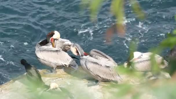 Bruna pelikaner med halspåse och dubbelspröjsade skarvar efter fiske, klippa i La Jolla Cove. Havsfågel med stor näbb på klippan över Stilla havet i naturlig miljö, San Diego, Kalifornien USA — Stockvideo