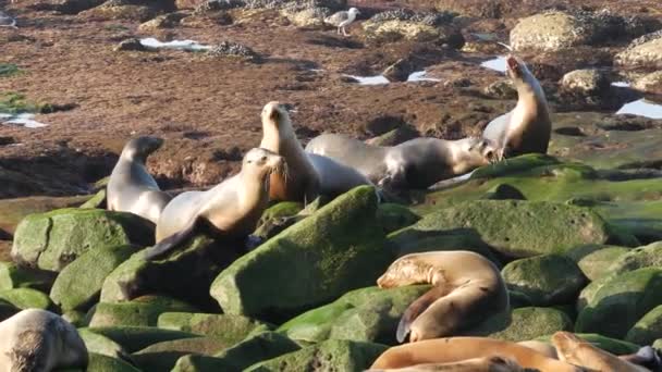 Leões marinhos na rocha de La Jolla. Selos de orelhas selvagens brincalhões rastejando perto do oceano pacífico na rocha. Animais de vida selvagem sonolentos engraçados. Mamíferos marinhos protegidos no habitat natural, San Diego, Califórnia, EUA — Vídeo de Stock