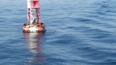 Pasifik Okyanusu 'ndaki şamandıra fokları, Kaliforniya, Newport sahilindeki balina izleme turu. Vahşi hayvanlar kolonisi, deniz aslanları yüzen yön bulma işaretinde. Doğal ortamdaki deniz memelileri yuvası.