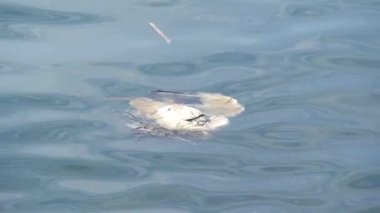 Okyanus suyunda bir kuş cesedi. Çevresel kirlilik ve küresel zehirli kirlilik sorunlarının sembolü olarak ölü deniz kuşu. Gezegendeki ekosistem krizi, iklim değişikliği ve ekolojik felaketin kurbanı