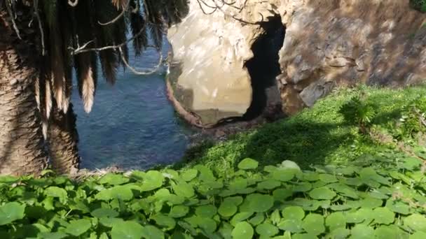 Z mořské jeskyně v La Jolla Cove. Bujné listí a pískovcová jeskyně. Skála v zámořské laguně, vlny blízko strmého útesu. Oblíbená turistická památka, přírodní oblouk v San Diegu, California, USA — Stock video