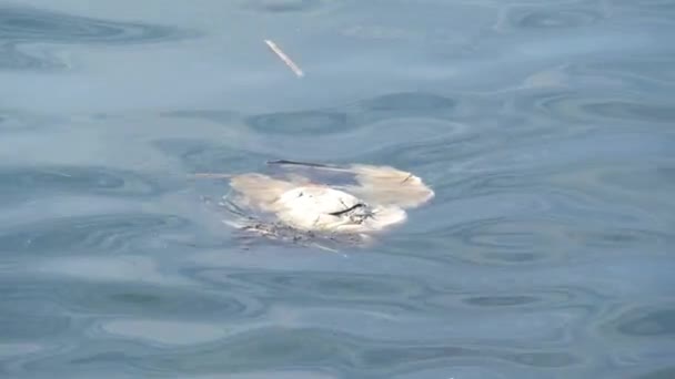 Un cadavere di uccello nell'acqua dell'oceano. Uccello marino morto come simbolo di contaminazione ambientale e problemi globali di inquinamento tossico. Vittime della crisi degli ecosistemi sul pianeta, dei cambiamenti climatici e dei disastri ecologici — Video Stock