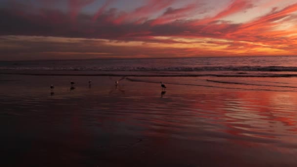 Kaliforniens sommarstrandestetik, gyllene solnedgång. Livliga dramatiska moln över lugna havsvågor. Santa Monica populär resort, Los Angeles CA USA. Atmosfäriskt stämningsfullt lila kväll solnedgång i LA — Stockvideo