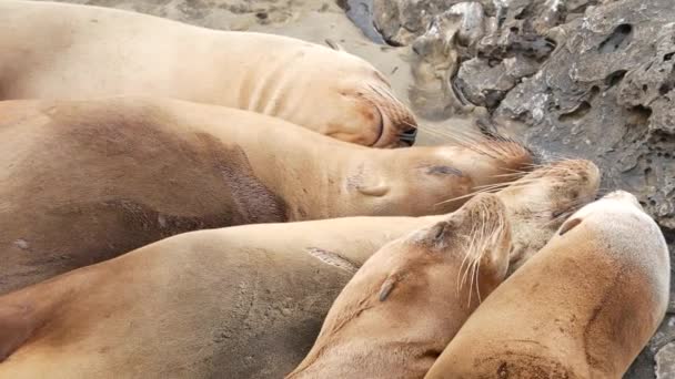 Seelöwen auf dem Felsen in La Jolla. Wildohrrobben ruhen in der Nähe des Pazifiks auf Steinen. Lustige faule Wildtiere schlafen. Geschützte Meeressäuger in natürlichem Lebensraum, San Diego, Kalifornien, USA — Stockvideo