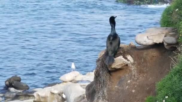 Κορμοράνος με διπλή βλάστηση μετά το ψάρεμα στο πράσινο. Θαλάσσιο πουλί με γαντζώθηκε νομοσχέδιο και μπλε μάτι στο γκρεμό κοντά στον Ειρηνικό ωκεανό παφλασμό κύματα στο φυσικό περιβάλλον, La Jolla Cove, Σαν Ντιέγκο, Καλιφόρνια ΗΠΑ — Αρχείο Βίντεο