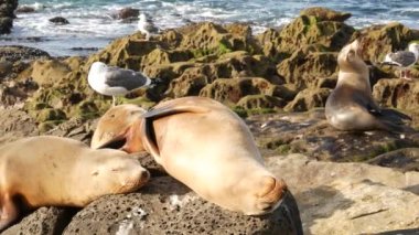 La Jolla 'da kayadaki deniz aslanları. Vahşi kulaklı foklar Pasifik Okyanusu 'nun yakınında taşların üzerinde dinleniyorlar. Uyuyan komik tembel vahşi hayvan. Doğal habitatta korunan deniz memelisi, San Diego, California, ABD