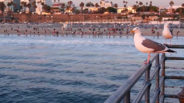 Kalifornská letní pláž estetická, růžový západ slunce. Roztomilý mořský racek na zábradlí. Oceánské vlny, rozostřené lidi a víkendové domy na pláži. Fialový západ slunce, Santa Monica Los Angeles CA USA — Stock video