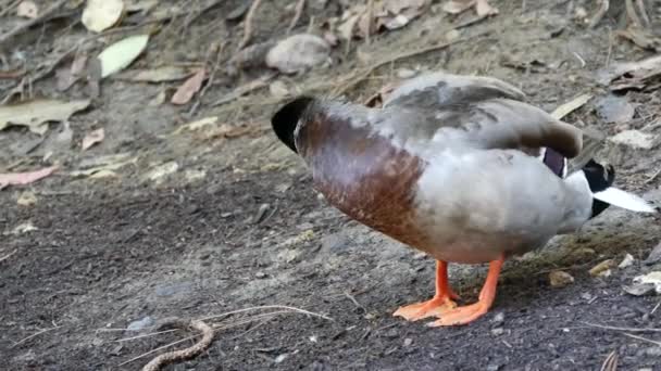 Canard colvert barbotant dans l'habitat naturel. Oiseau multicolore à écoulement d'eau dans la nature sauvage, plumage vert irisé et tête d'émeraude. Oiseau d'eau de couleur mixte dans la nature sauvage — Video