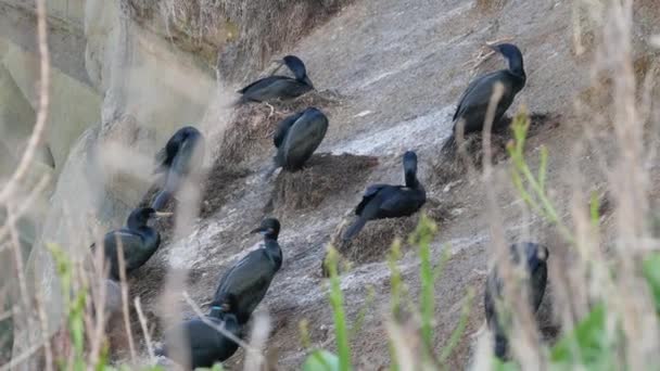 Cormoran à aigrettes après avoir pêché sur le rocher. Oiseaux de mer avec bec crochu et oeil bleu nichant sur une falaise escarpée près de l'océan Pacifique. Oiseaux aquatiques dans l'habitat naturel, La Jolla Cove, San Diego, Californie États-Unis — Video