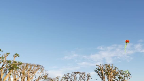 Colorida cometa volando en el cielo azul sobre árboles en el parque Embarcadero Marina, San Diego, California, EE.UU. Juguete multicolor para niños deslizándose en el aire en el viento. Símbolo de la infancia, el verano y la actividad de ocio — Vídeos de Stock