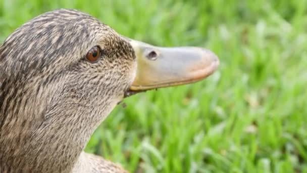 Vtipná kachna na čerstvé zelené šťavnaté trávě v přírodním prostředí. Zvědavý vodní pták v divoké přírodě mezi zelení. Roztomilý vodní pták v divočině — Stock video