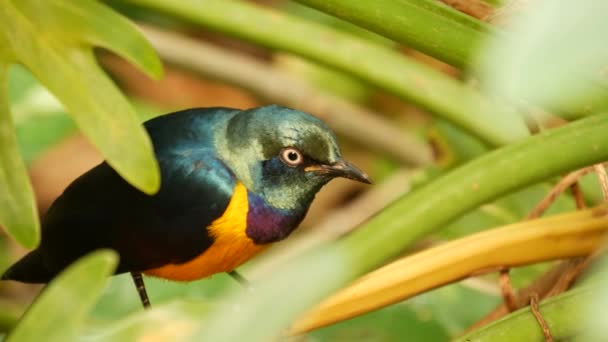 Golden-breasted royal starling in tropical rainforest. Exotic african wild bird in green lush foliage. Colorful plumage, iridescent multi colored feathers. Tree canopy in jungle paradise forest — Stock Video