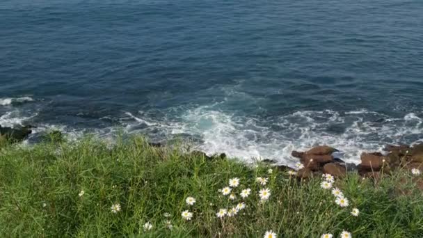 Jednoduché bílé sedmikrásky v zelené trávě nad Pacifickým oceánem cákající vlny. Divoké květiny na strmém útesu. Tender marguerites in bloom near waters edge in La Jolla Cove San Diego, California USA — Stock video