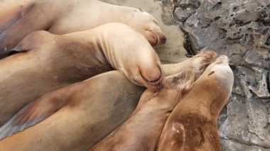 La Jolla 'da kayadaki deniz aslanları. Vahşi kulaklı foklar Pasifik Okyanusu 'nun yakınında taşların üzerinde dinleniyorlar. Uyuyan komik tembel vahşi hayvan. Doğal habitatta korunan deniz memelisi, San Diego, California, ABD