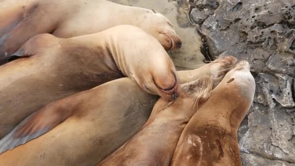 La Jolla 'da kayadaki deniz aslanları. Vahşi kulaklı foklar Pasifik Okyanusu 'nun yakınında taşların üzerinde dinleniyorlar. Uyuyan komik tembel vahşi hayvan. Doğal habitatta korunan deniz memelisi, San Diego, California, ABD — Stok video