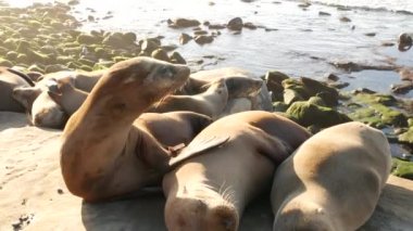 La Jolla 'da kayadaki deniz aslanları. Kayaların üzerinde Pasifik Okyanusu 'nun yakınında gezinen eğlenceli vahşi foklar. Uykucu vahşi hayvanlar. Doğal habitatta korunan deniz memelileri, San Diego, California, ABD