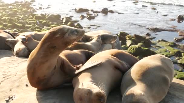 La Jolla 'da kayadaki deniz aslanları. Kayaların üzerinde Pasifik Okyanusu 'nun yakınında gezinen eğlenceli vahşi foklar. Uykucu vahşi hayvanlar. Doğal habitatta korunan deniz memelileri, San Diego, California, ABD — Stok video