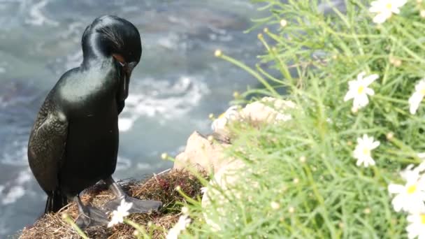 Double-crested cormorant after fishing in greenery. Sea bird with hooked bill and blue eye on cliff near pacific ocean splashing waves in natural habitat, La Jolla Cove, San Diego, California USA — Stock Video