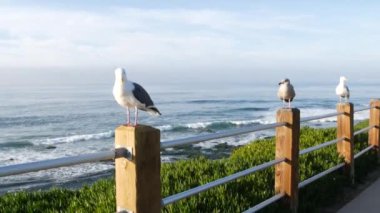 Korkuluklardaki komik martı kuşları. Martılar ve yeşil domuz suratlı ekşi incir sulu, Pasifik Okyanusu 'nun su sıçratan dalgaları. Dik kayalıklarda buz santrali yeşilliği. Vista Point in La Jolla, San Diego, California USA