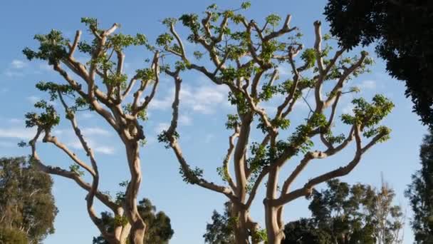 Large weird coral trees in Embarcadero Marina park near USS Midway and Convention Center, Seaport Village, San Diego, California USA. Big unusual strange tree near Unconditional Surrender Statue — Stock Video