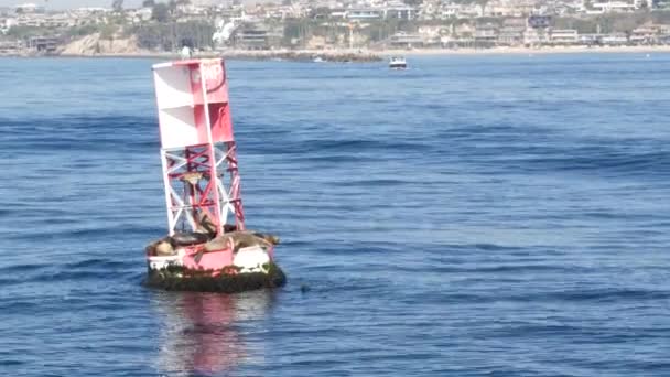 Σφραγίδες σε σημαδούρα στον Ειρηνικό Ωκεανό, περιοδεία παρακολούθησης φαλαινών στο Νιούπορτ Μπιτς, Καλιφόρνια ΗΠΑ. Αποικία άγριων ζώων, κοπάδια θαλάσσιων λιονταριών σε πλωτό φάρο πλοήγησης. Θαλάσσια θηλαστικά rookery σε φυσικό περιβάλλον — Αρχείο Βίντεο