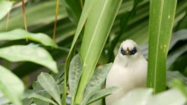 Tropikal yağmur ormanlarında bali myna. Yeşil yemyeşil yapraklı yabani sığırcık kuşu Endonezya 'ya özgü sıra dışı bir tür. Beyaz tüyler, eşsiz Mynah tüyleri. Jalak ağaç tepesinde, orman cenneti ormanında.