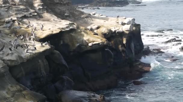 Коричневые пеликаны с горловым мешком и бакланами с двойными гребнями после рыбалки, скалы в бухте Ла-Хойя. Морская птица с большим клювом на скале над Тихим океаном в естественной среде обитания, Сан-Диего, Калифорния США — стоковое видео