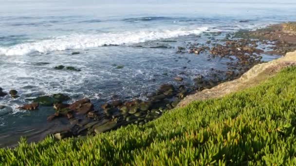 Grönt pigface surt fikon saftig över Stilla havet stänk vågor. Isväxter på den branta klippan. Hottentot sea fig nära vatten kant, utsiktspunkt i La Jolla Cove, San Diego, Kalifornien USA — Stockvideo