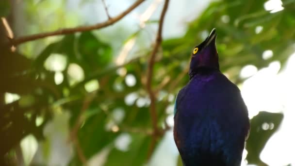 Rueppells starling in tropical rainforest. Exotic african wild bird in green lush foliage. Colorful iridescent navy blue plumage of sturnidae. Vivid feathers. Tree canopy in jungle paradise forest — Stock Video