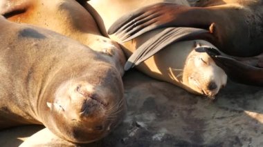 La Jolla 'da kayadaki deniz aslanları. Vahşi kulaklı foklar Pasifik Okyanusu 'nun yakınında taşların üzerinde dinleniyorlar. Uyuyan komik tembel vahşi hayvan. Doğal habitatta korunan deniz memelisi, San Diego, California, ABD