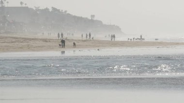 Del Mar, Kaliforniya ABD - 23 Ocak 2020: köpek dostu plaj. İnsanlar evcil hayvanları gezdirip eğitiyor. Sahipleri gezip çeşitli köpek yavrularıyla oynuyorlar. Erkekler, kadınlar ve okyanus kenarında koşan bir sürü farklı köpek..