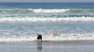 Del Mar, Kaliforniya ABD - 23 Ocak 2020: köpek dostu plaj. Okyanus suyunun yanında oynayan hayvanlar, deniz dalgaları. Eğlenceli aktif yavru köpek koşusu. San Diego 'da köpek eğiten bir sürü sahibin olduğu yer..