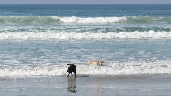 Del Mar California Usa Gen 2020 Spiaggia Adatta Cani Animali — Foto Stock