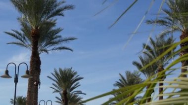 Palms Los Angeles, Kaliforniya, ABD 'de. Pasifik Okyanusu 'ndaki Santa Monica ve Venice Sahili' nin yaz estetiği. Açık mavi gökyüzü ve simgesel palmiye ağaçları. Hollywood 'daki Beverly Hills' in atmosferi. LA titreşimleri