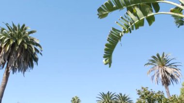 Palms Los Angeles, Kaliforniya, ABD 'de. Pasifik Okyanusu 'ndaki Santa Monica ve Venice Sahili' nin yaz estetiği. Açık mavi gökyüzü ve simgesel palmiye ağaçları. Hollywood 'daki Beverly Hills' in atmosferi. LA titreşimleri