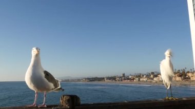 Kaliforniya 'da iskele korkuluklarında beyaz karlı akbalıkçıl. Okyanus sahili, deniz dalgaları. Kıyı balıkçıl kuşu