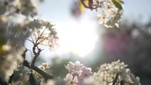 Primavera flor branca de cerejeira, Califórnia, EUA. Delicadas flores de sakura concurso de pêra, maçã ou damasco. Primavera atmosfera romântica fresca, flor botânica pura, bokeh foco suave. — Vídeo de Stock