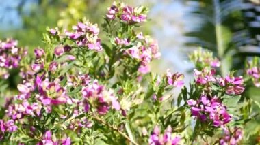 Myrtle yaprağı süt otu mor çiçeği, Kaliforniya ABD. Poligala myrtifolia ilkbahar çiçeği. Evde bahçıvanlık, Amerikan dekoratif süs bitkisi doğal botanik atmosferi. Mor bahar çiçekleri