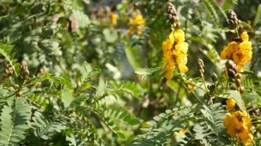 Afrika senna çiçeği, Kaliforniya, ABD 'de bahçıvanlık yapıyor. Doğuştan botanik geçmişi var. Bahar sabahı bahçesinde sarı çiçek, yumuşak odak noktasında taze bahar bitkisi. Şamdan sulu bitki.