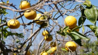 Citrus portakal meyvesi, çıplak yapraksız ağaç, California USA. Bahar bahçesi, Amerikan yerel tarım çiftliği, çiftlik bahçesi. Dalda taze, sulu, egzotik tropikal hasat. Mavi gökyüzü