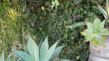 Agave yaprakları, Kaliforniya, ABD 'de sulu bahçıvanlık. Ev bahçesi tasarımı, yukka, yüzyıl bitkisi ya da aloe. Doğal botanik süslemeleri, Meksika ev bitkileri, kurak iklim dekoratif bitki örtüsü.