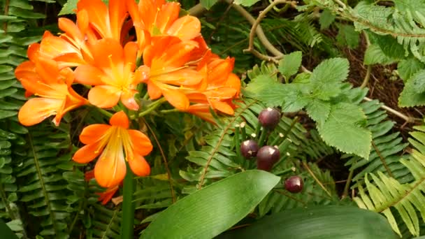 Natal bush kafir lily flower, California, EE.UU. Clivia miniata naranja exótica extravagante florecimiento botánico vibrante ardiente. Atmósfera de selva tropical. Jardín natural verde jugoso fresco vívido — Vídeo de stock
