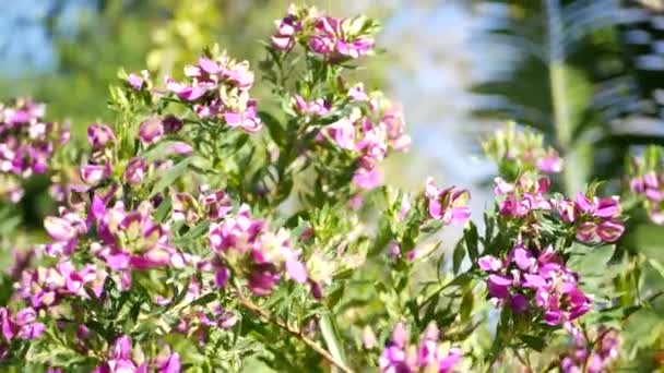 Myrtle leaf milkwort purple flower, California USA. Polygala myrtifolia printemps floraison. Jardinage à la maison, décoration américaine plante d'intérieur ambiance botanique naturelle. Fleur de printemps violette — Video